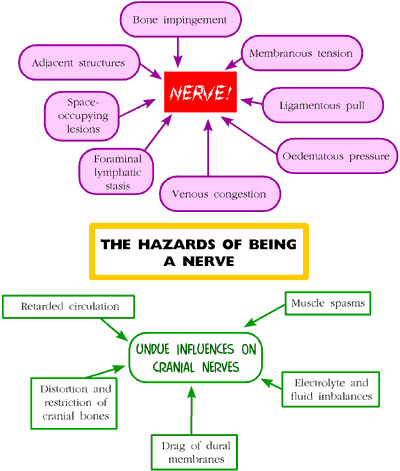 Figure 3 (above) The hazards of being a nerve