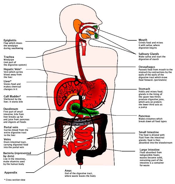 Re-Drawn Digestive System