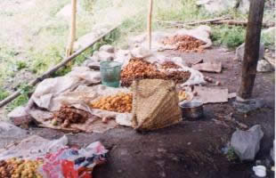 apricot sorting