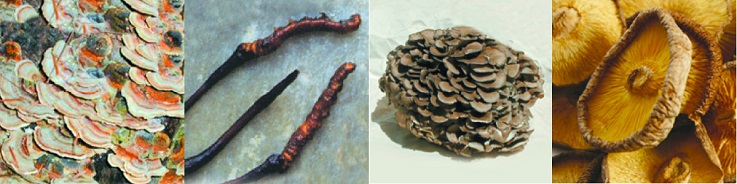 Coriolus, Cordyceps, Maitake and Shiitake