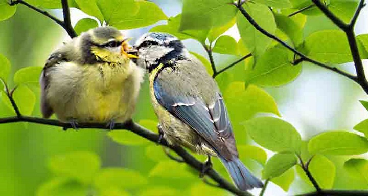 Health Leads Love Birds