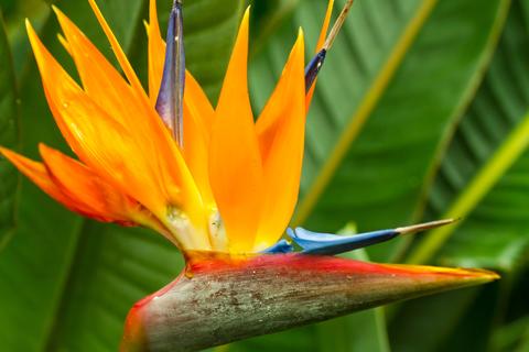 Bird of Paradise 2017