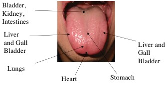 Figure 2: Areas of the Tongue