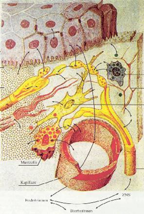 Fig 2. The Extracellular Matrix