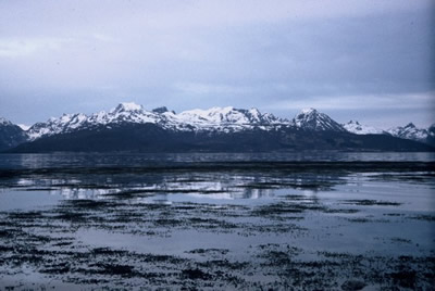 SeagreensÃ‚Â® wild wrack among the remote Arctic Lofoten Islands