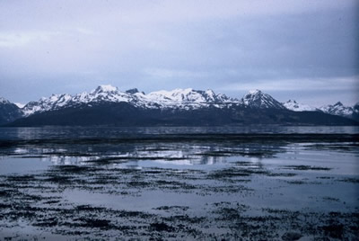 Seagreens® wild wrack among the remote Arctic Lofoten Islands
