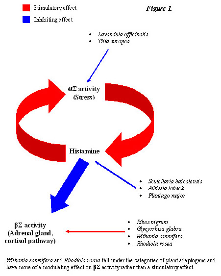Figure 1 Histamine Diagram