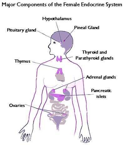 Female Endocrine System