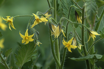 Tomato Flowers