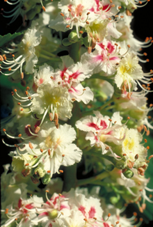 White Chestnut