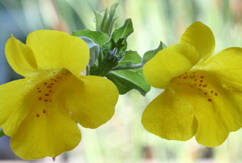 mimulus