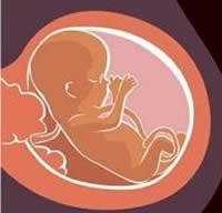 The unborn child in the womb