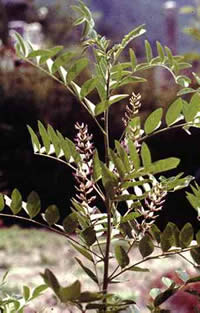 Glycorrhiza glabra