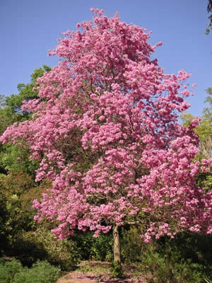 Tabebuia_impetiginosa
