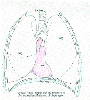 Lungs expanding