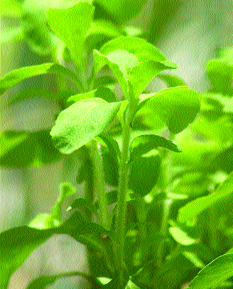 Stevia plant