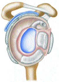 The Glenohumeral Joint Ã‚Â©SNA 2006