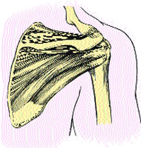 Rotator Cuff