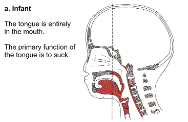 Coordination of tongue, soft palate and throat muscles develops to produce most articulated speech behind this line.