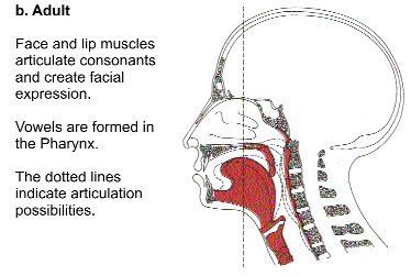 Comparison of stages of tongue position. The tongue shifts from mostly in front of the dotted line to mostly behind it