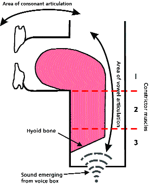 Using all three constrictors of the pharynx for articulating vowels [10]