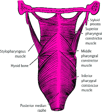 Using all three constrictors of the pharynx for swallowing [3]