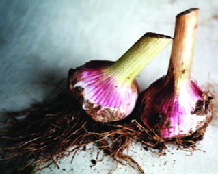 Garlic bulb has nearly 20 major chemical actions in the bodyÃ¢â‚¬Â¦