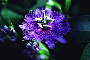 Passion Flower, a soothing, gentle and calming herb, is used mainly for sleep difficulties
