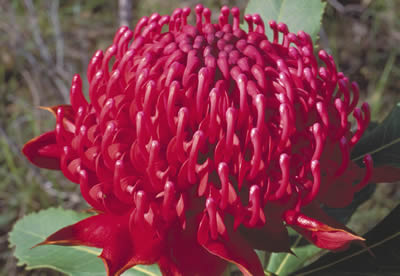 Waratah