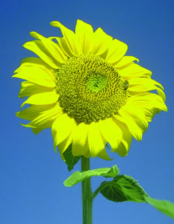 Sunflower (Helianthus annuus)