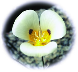 Mariposa Lily (Calochortus leichtlinii)