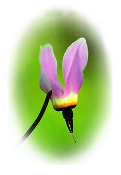 Shooting Star (Dodecatheon hendersonii)