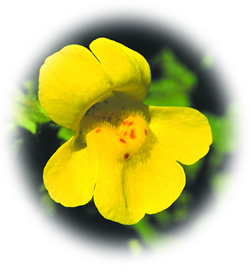 Mimulus (Mimulus guttatus)