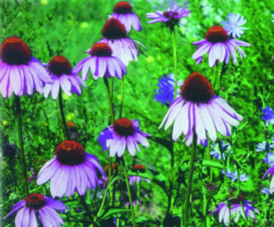 Echinacea growing