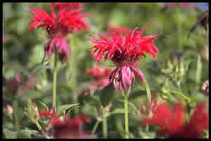 Bee Balm