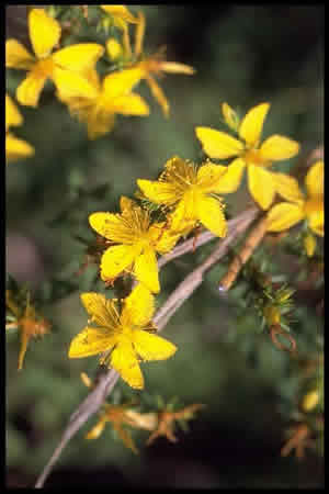 St John's Wort