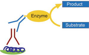 Enzyme-linked Immunosorbant Assay (ELISA)