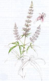 Agnus Castus