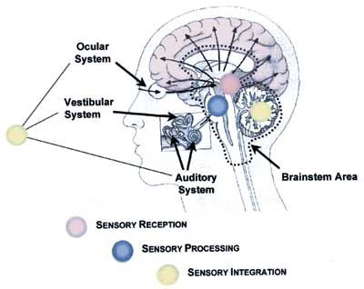 Sensory systems and their general location within the brain
