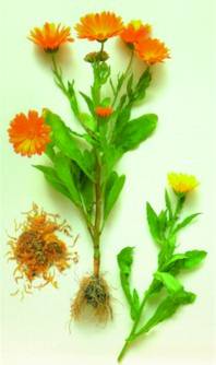 Calendula