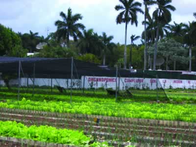 an organic farm in Havana