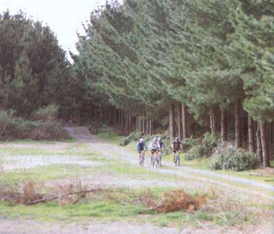 A stand of young Pinus radiata