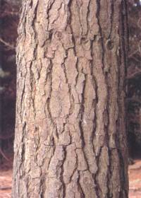 Pinus radiata bark