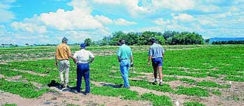 Rose Geranium plantation in the Vaalwater region of South Africa