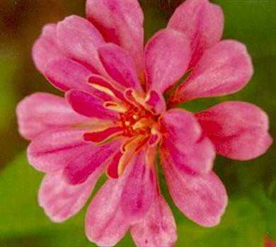 Zinnea nurtures the inner child; reduces osteoarthritic pain