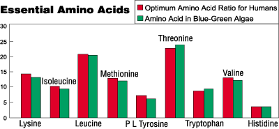 Essential Amino Acids