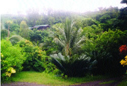 The Lush vegetation of Domaine de L'Ylang-Ylang
