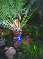 A Cycad Palm (Cycas Revoluta)