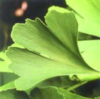 Ginkgo Biloba