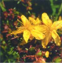 St John's Wort